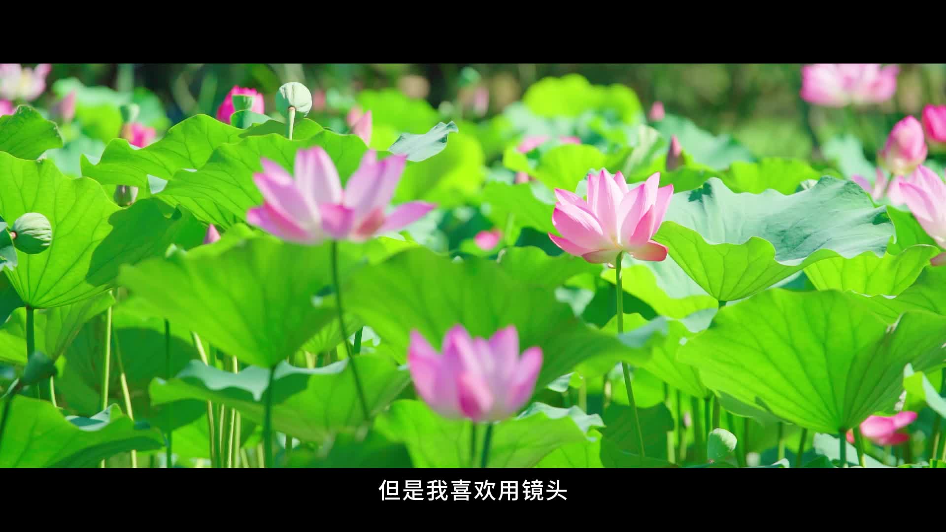 渭河两岸是家乡
